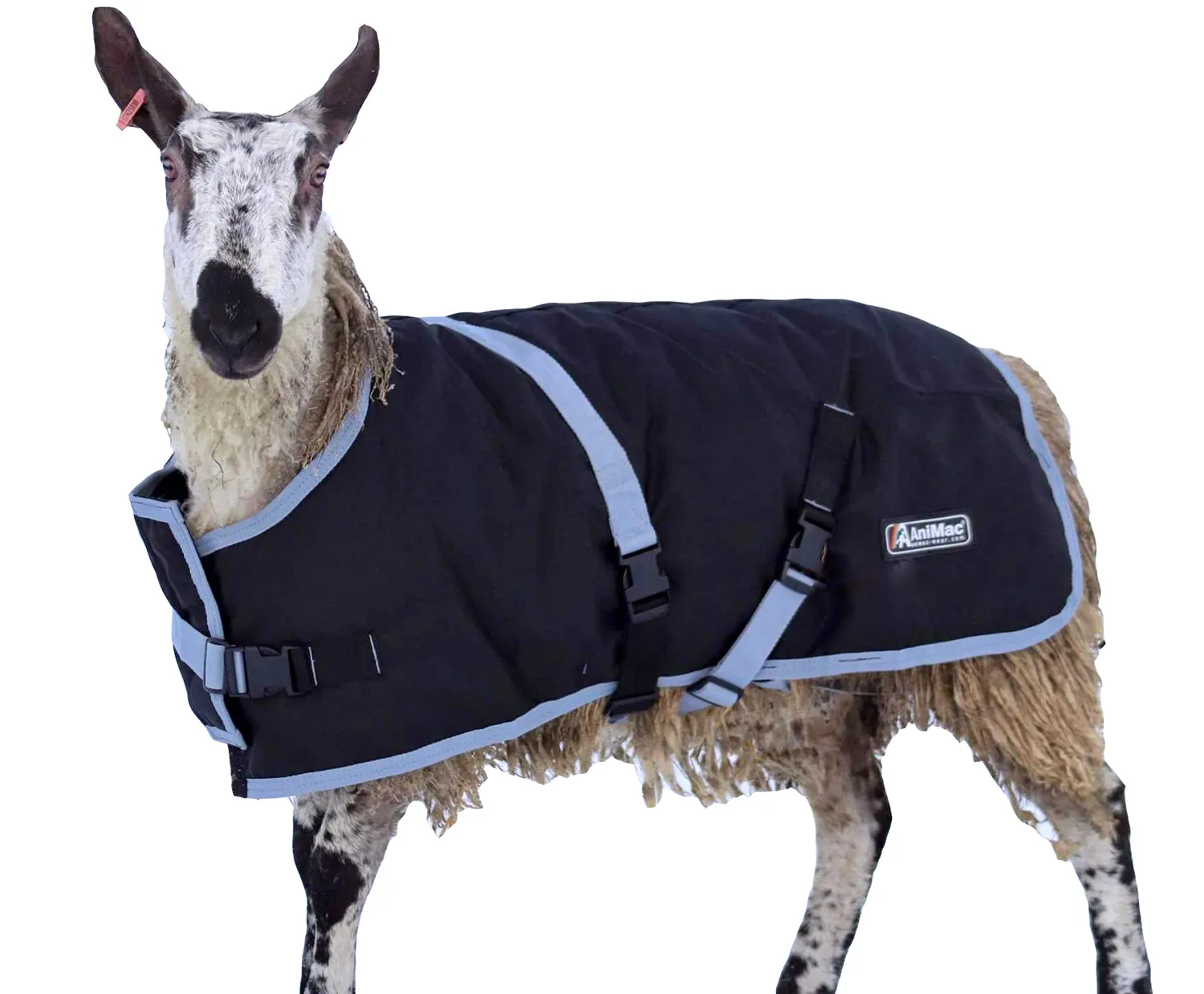 Lightweight Sheep Coat | Waterproof